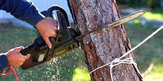 Best Lawn Maintenance Plans  in Tuckerton, NJ