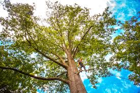 Best Hazardous Tree Removal  in Tuckerton, NJ