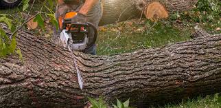 Best Lawn Edging  in Tuckerton, NJ