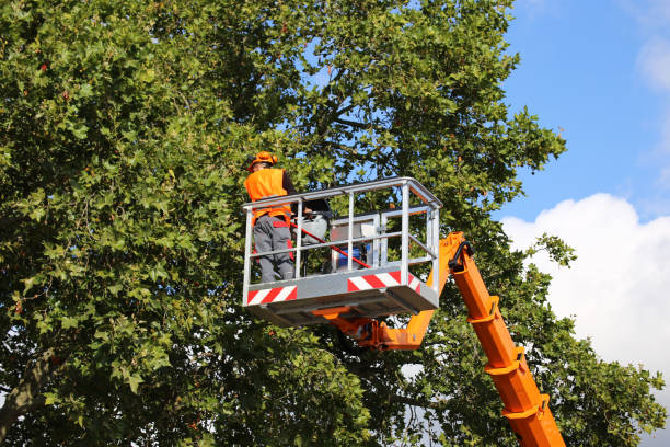Best Tree Preservation Services  in Tuckerton, NJ