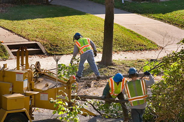 Tuckerton, NJ Tree Removal Pros